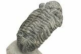 Drotops Trilobite With Exposed Hypostome - Mrakib, Morocco #235810-5